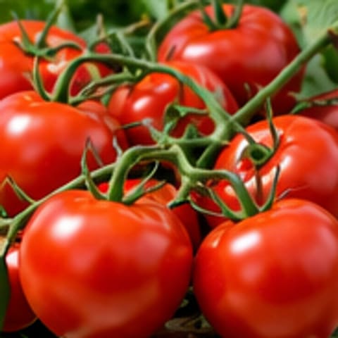Tomates en grappe